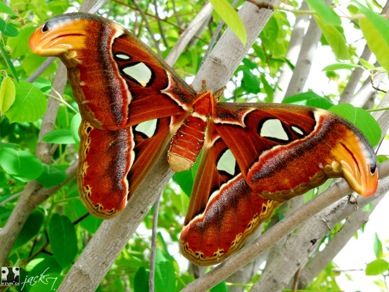 Bướm[-]khế[-]có[-]đặc[-]điểm[-]gì[-]nổi[-]bật?